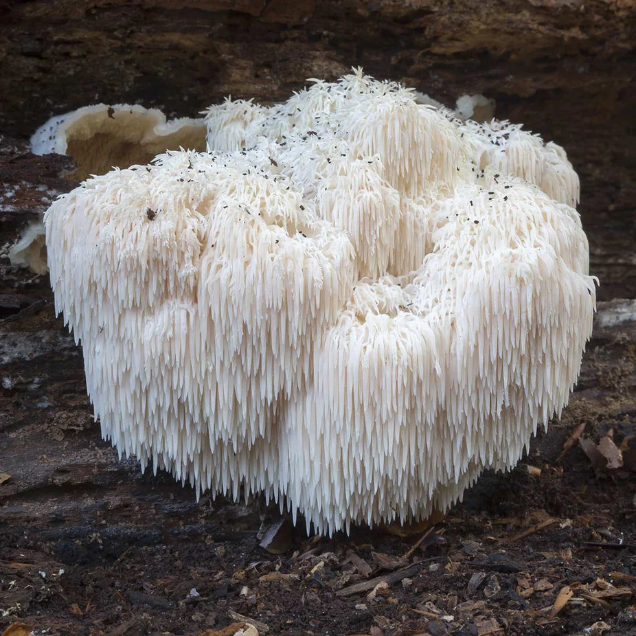 Fresh Lion's Mane mushroom growing on wood, a key ingredient in the Lion's Mane & Turmeric - 3.5 oz brain health supplement by Gaia Herbs.