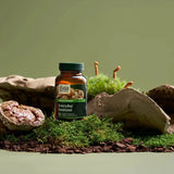 Daily mushroom capsules for immune support with Reishi, Cordyceps and natural forest setting