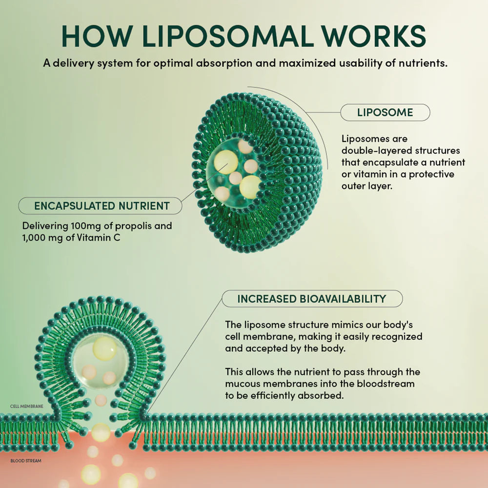 Explicación del sistema liposomal de Beekeeper’s Naturals Propolis + Vitamin C. Gráfico educativo mostrando cómo los liposomas encapsulan los nutrientes para una absorción optimizada en el torrente sanguíneo, mejorando la biodisponibilidad.